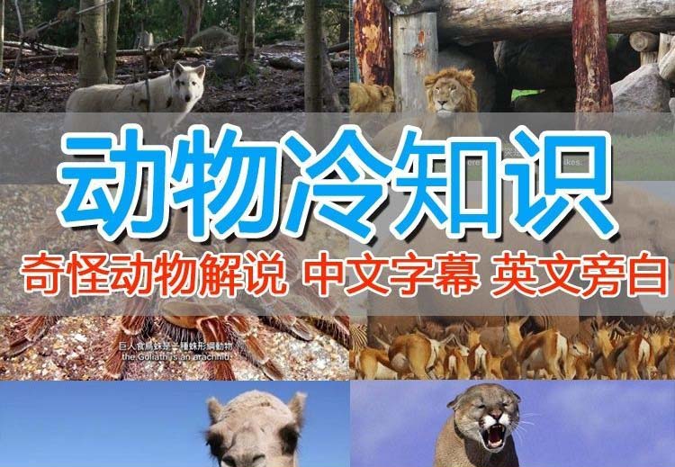 （6312期）外面卖1699的国外纪录片解说（动物解说、美食、动画片）稳过中视频-iTZL项目网