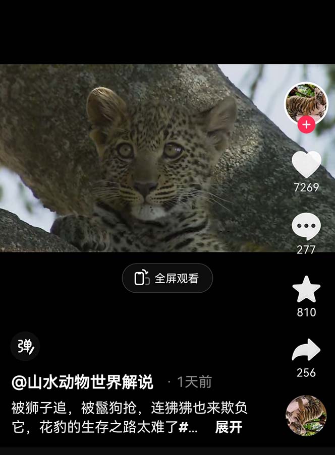 图片[2]-（6312期）外面卖1699的国外纪录片解说（动物解说、美食、动画片）稳过中视频-iTZL项目网